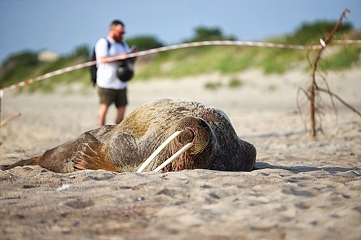 Побывавшая в Калининграде моржиха приплыла в Финляндию