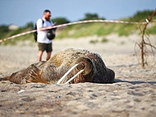 Побывавшая в Калининграде моржиха приплыла в Финляндию