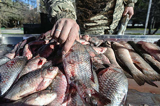 Росрыболовство: вылов рыбы в России за зиму вырос на 9%