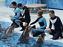 Рожденные свободными: о чем не знают посетители дельфинариев