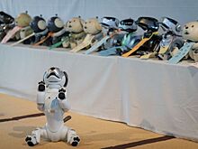Японские буддисты торжественно похоронили более сотни робособак Sony Aibo