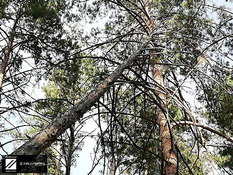 ДТП с пострадавшими в г. Петровск-Забайкальский произошло из-за пьяного водителя