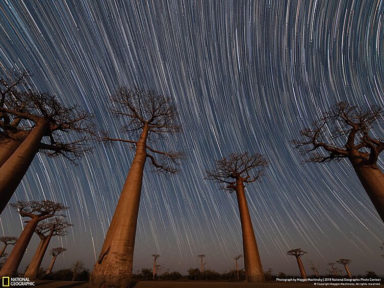 "Это 47-минутная экспозиция неба, тянущегося над легендарными 800-летними деревьями баобабов".
