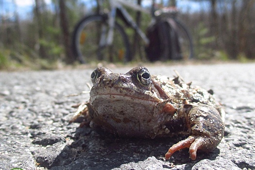 В Подмосковье началась миграция лягушек
