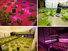 Одинаково эффективного искусственного освещения для всех растений нет