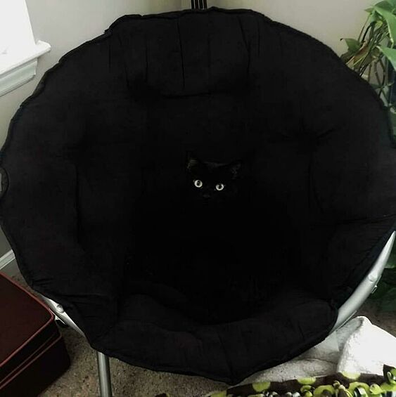 В черном-черном кресле живет черный-черный кот. 