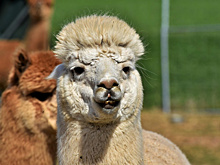 В Самаре в зоопарке больную ламу оставили под палящим солнцем