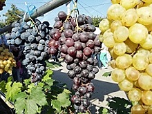 На Дону виноградари и виноделы наращивают объем производства