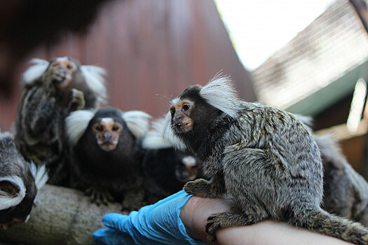 Две обезьянки родились в нижегородском «Лимпопо»