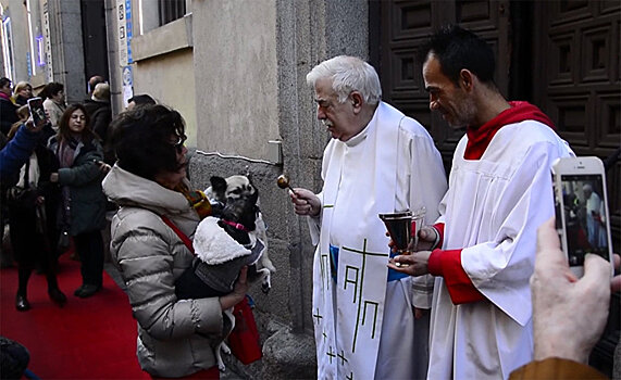 Тысячи домашних животных благословили священники в Мадриде