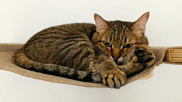 Основатель «Республики кошек» рассказала, где находят новый дом коты «Эрмитажа» на пенсии