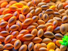 С 1 сентября 2023 года начали действовать правила локализации производства семян