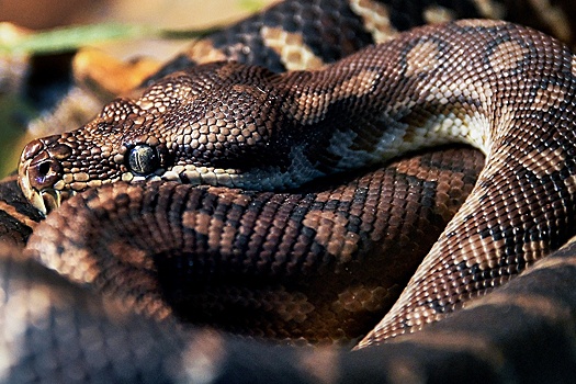 Питон задушил мужчину на поминках на Филиппинах