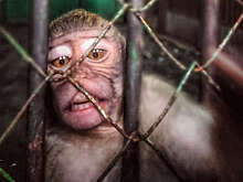 Daily Excelsior: в Индии макаки захватили деревню Джагану и нападают на людей