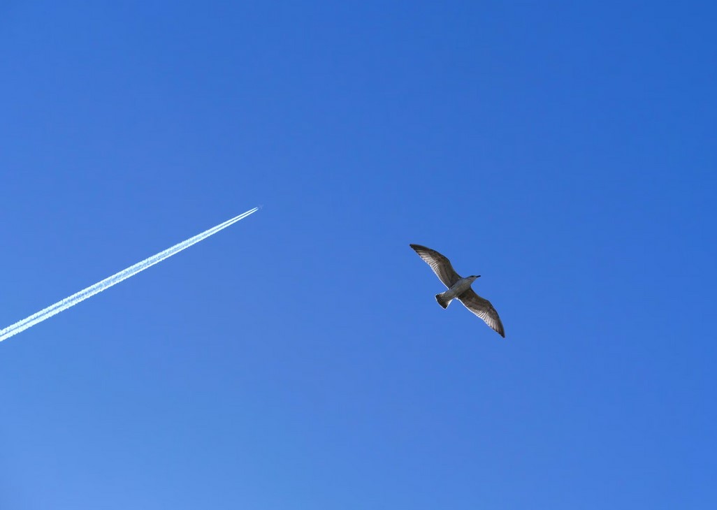 Почему самолеты оставляют за собой белые следы