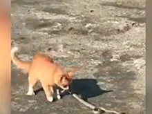 Впечатляющую битву кота и змеи в Приморье сняли на видео