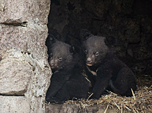 В красноярском зоопарке посетители увидели гималайских медвежат