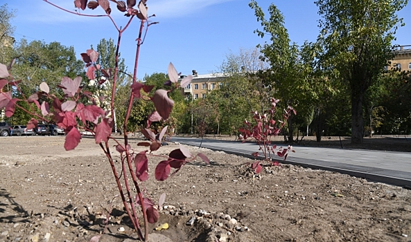Клумбу на Московском шоссе в Рязани опустошили 2 женщины