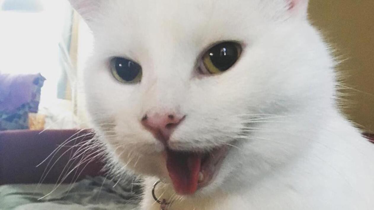 Фото котов из мемов