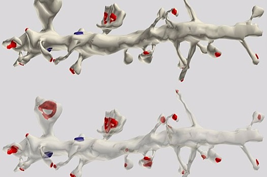 Дендриты важнее для мозга, чем ранее считалось