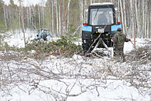 Уральские ученые предложили меры в новый план лесоустройства