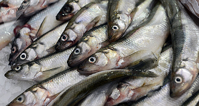 КГК вскрыл схему поставок в Россию рыбы по "серым" схемам