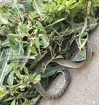 Во двор к жителям Ростова заползла шахматная змея