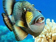 Нападение рыбы-триггера на россиянина на курорте богачей попало на видео