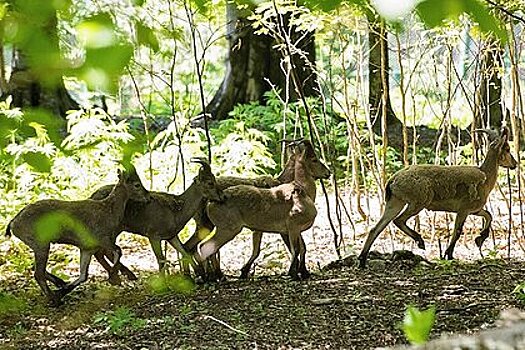 В Дагестане мужчина перепутал краснокнижных животных со своими козами и убил их