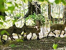 В Дагестане мужчина перепутал краснокнижных животных со своими козами и убил их