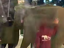 Слон убежал из цирка в Самаре и стал гулять по улицам в 20-градусный мороз