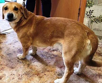 В Челябинской области собака откусила ребенку губу