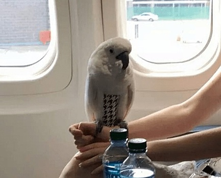 Худшие попутчики в самолете сушат белье, чистят зубы и играют с попугаем: фото
