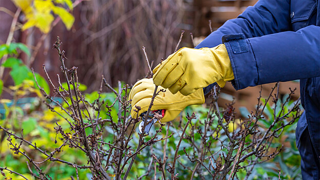 Садоводам на заметку: какие растения категорически нельзя обрезать осенью