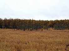 Обладателем 1500-го хабаровского гектара стал житель Тульской области