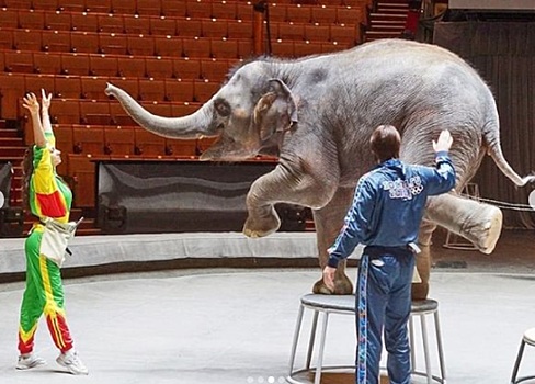 Слоновий вандализм: Запашный показал, как слониха из Ростова расправилась с именинным тортом
