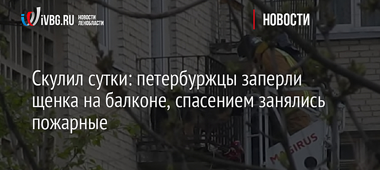 Скулил сутки: петербуржцы заперли щенка на балконе, спасением занялись пожарные