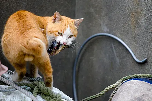 Всем голландским кошкам грозит «домашний арест»?