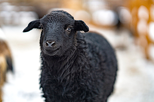 Москвичи выбрали имя для овечки с «Городской фермы» на ВДНХ