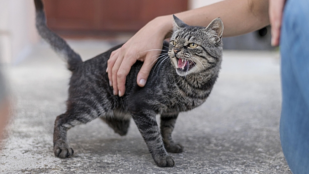 Как отучить кота драть мебель