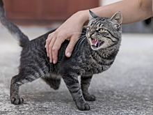 Как отучить кота драть мебель