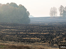 Курганские власти хотят изъять часть земель у агрофирмы «Николаевское»