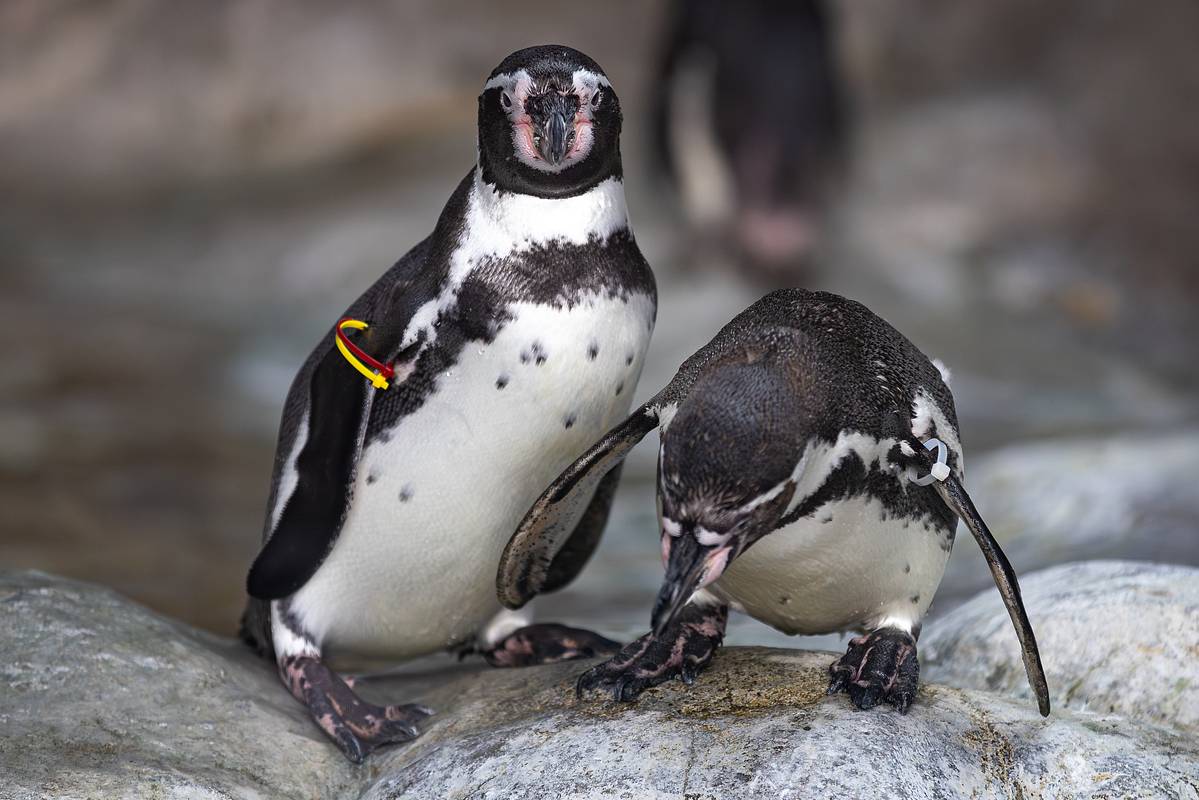 Пингвины находятся на грани вымирания