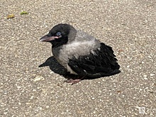 Нижегородские власти не могут найти деньги на центр реабилитации животных