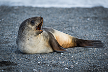 Тюлени научились петь мелодию из "Звездных войн"