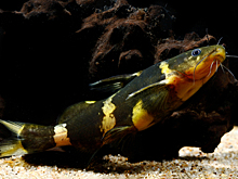 Биологи застали сомов за коллективным альпинизмом: видео