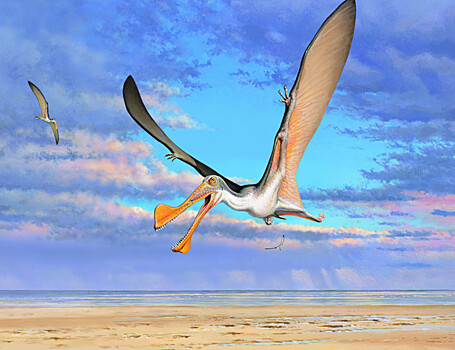 Найдены древнейшие птерозавры Австралии