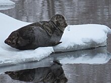 Смелая нерпа в центре финского города поразила туристов