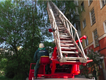 В Ливнах спасатели достали кота, который не мог слезть с высокого дерева