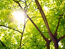 Аварийные ветки убрали на Приозерной улице